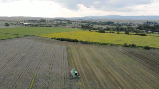 黄金の熟したコムギ畑を収穫する収穫機を組み合わせるの空中ビュー — ストック動画