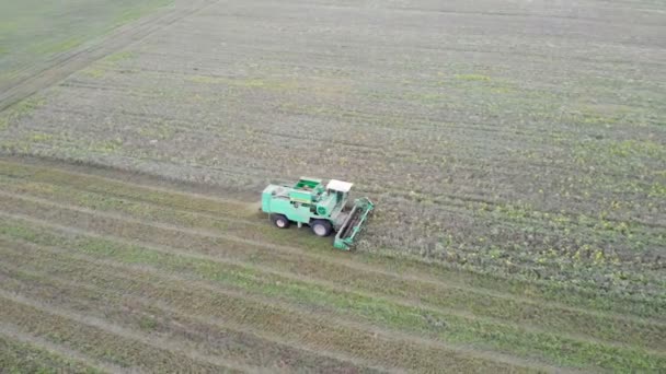 Luftaufnahme Von Mähdrescher Landwirtschaftliche Maschine Ernte Goldenen Reifen Weizen Feld — Stockvideo