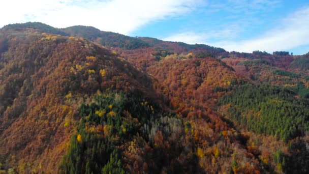 Vue aérienne au-dessus de la forêt colorée en automne .