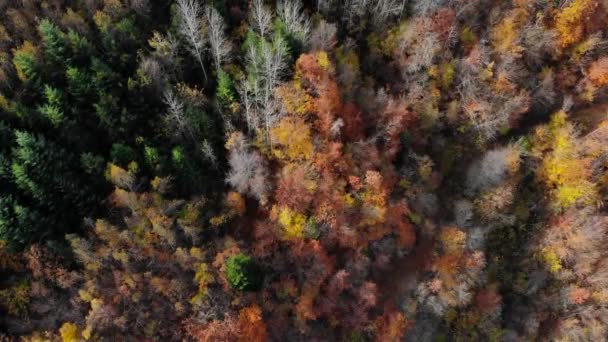 Vista Aérea Sobre Colorido Bosque Otoño — Vídeos de Stock