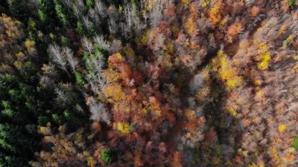 Vista Aérea Acima Floresta Colorida Outono — Vídeo de Stock