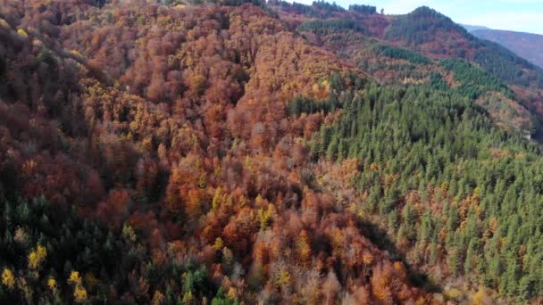 Vue aérienne au-dessus de la forêt colorée en automne .