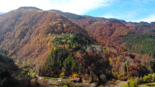 Sonbahar Renkli Ormanda Yukarıda Havadan Görünümü — Stok video