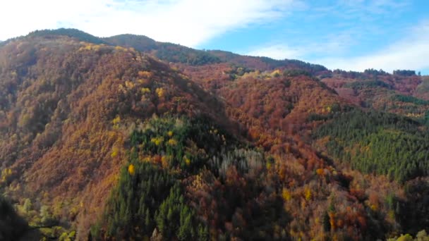 Vue aérienne au-dessus de la forêt colorée en automne .