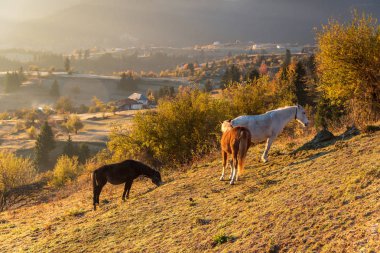 Dağın üstünde gizemli bir gün doğumu. Çayır, Bulgaristan ve Avrupa 'da yabani at otluyor.