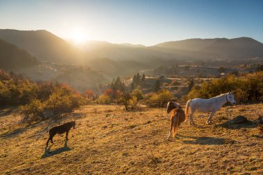 Dağın üstünde gizemli bir gün doğumu. Çayır, Bulgaristan ve Avrupa 'da yabani at otluyor.