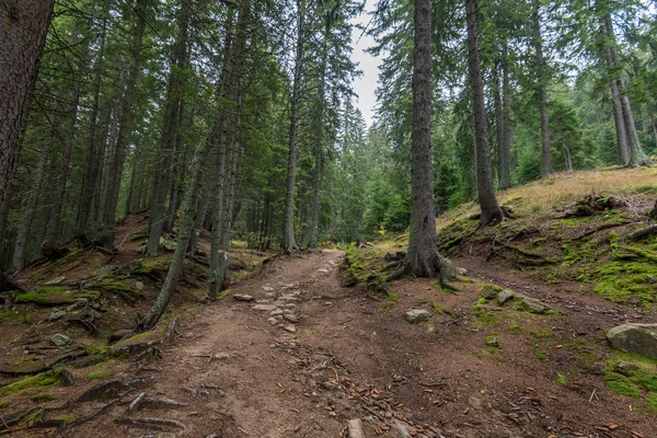 Smolyan 'daki Bulgaristan ulusal parkında sabah sisinde gizemli orman.