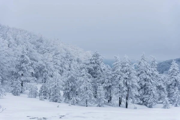 Bulgar dağlarının kış manzarası.