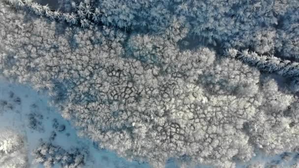 Vista Aerea Della Foresta Inverno Gli Alberi Sono Coperti Neve — Video Stock