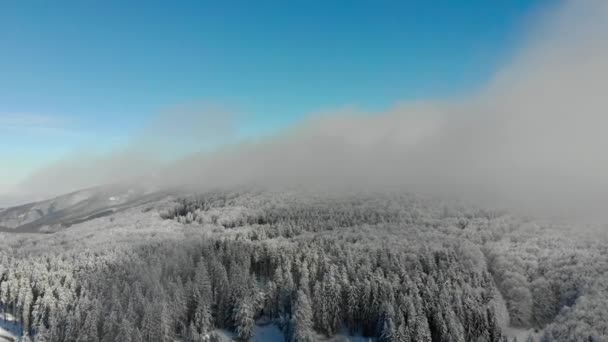 Fliegen Über Verschneiten Winter Nebligen Bergwald Mit Schnee Bedeckt Draufsicht — Stockvideo