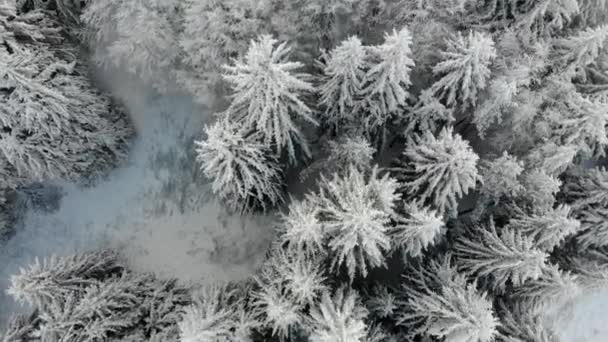 Kışın Ormanın Havadan Görünüşü Ağaçlar Karla Kaplı — Stok video