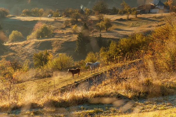 Mystischer Sonnenaufgang Über Dem Berg Wildpferde Auf Der Weide Bulgarien — Stockfoto