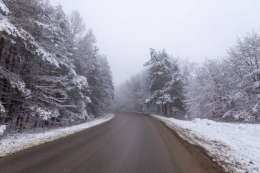 Sisli havada ağaçların arasında boş bir yol.