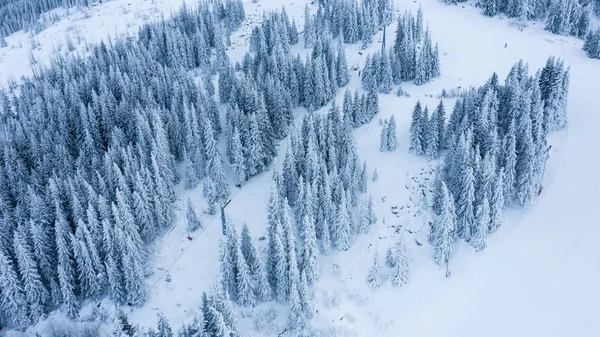 Vista Aérea Del Bosque Invierno Los Árboles Están Cubiertos Nieve — Foto de Stock