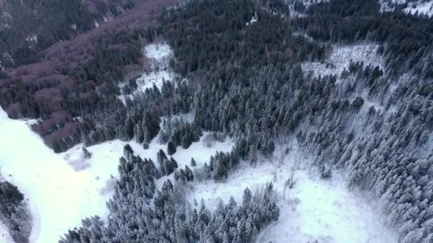Flight over snowy mountain coniferous forest at sunset. Clear sunny frosty weather.