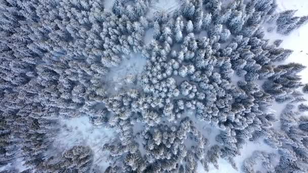 Αεροφωτογραφία Του Δάσους Χειμώνα Δέντρα Είναι Καλυμμένα Χιόνι — Αρχείο Βίντεο