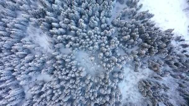 冬の森の空中ビュー 木々は雪で覆われている — ストック動画