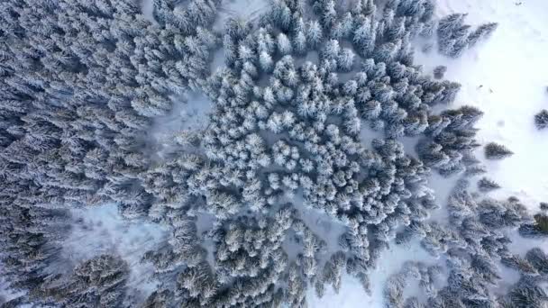 Vista Aérea Del Bosque Invierno Los Árboles Están Cubiertos Nieve — Vídeo de stock