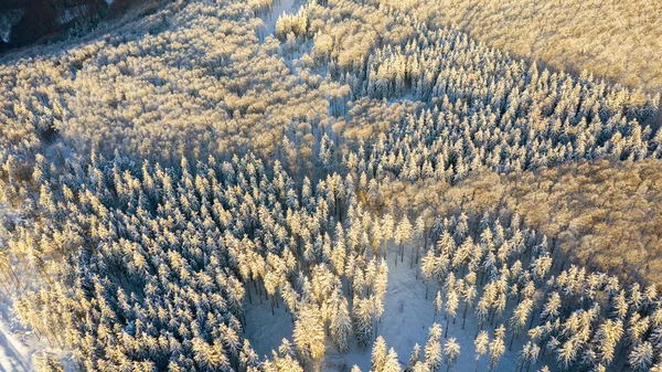 Vista Aerea Della Foresta Inverno Gli Alberi Sono Coperti Neve — Foto Stock