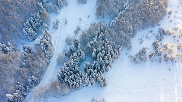 Légi Kilátás Erdőre Télen Fákat Borítja — Stock Fotó