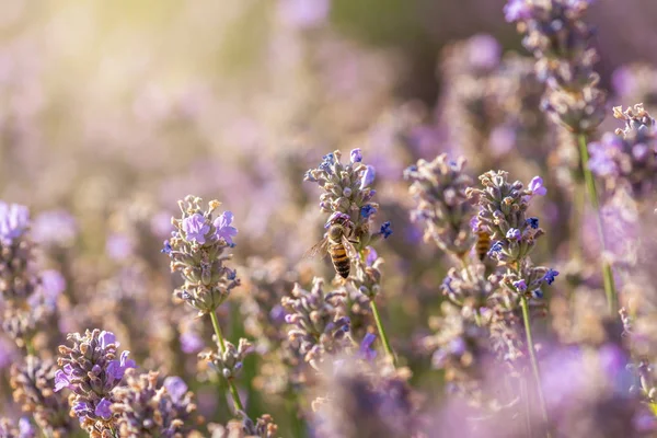 Fechar Lavanda Florescente Campo — Fotografia de Stock