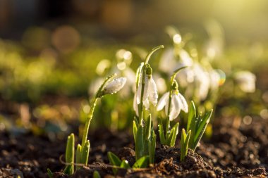 İlk bahar çiçekleri Sabah damlalarıyla.