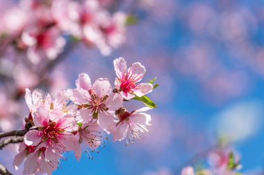 Pembe çiçeği kiraz ağacı dalı, Sakura çiçek yakın çekim. 