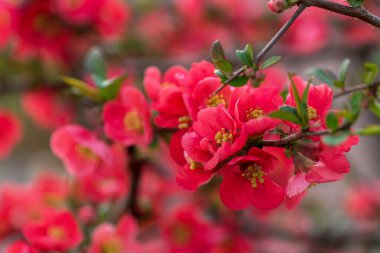 Bahar. Güzel ağaç.