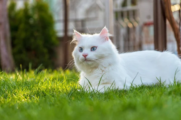 Kedi otların arasında rahatlatıcı. — Stok fotoğraf