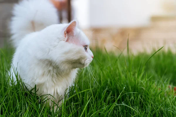 고양이 잔디에서 휴식. — 스톡 사진