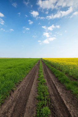 Yellow field rape, young green wheat and blue sky.