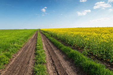 Yellow field rape, young green wheat and blue sky.