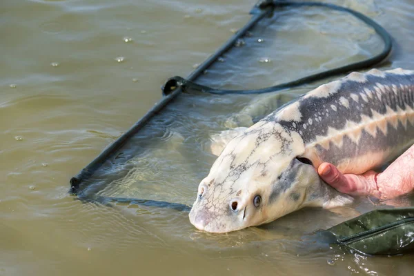 Pescatore catturato uno storione europeo . — Foto Stock