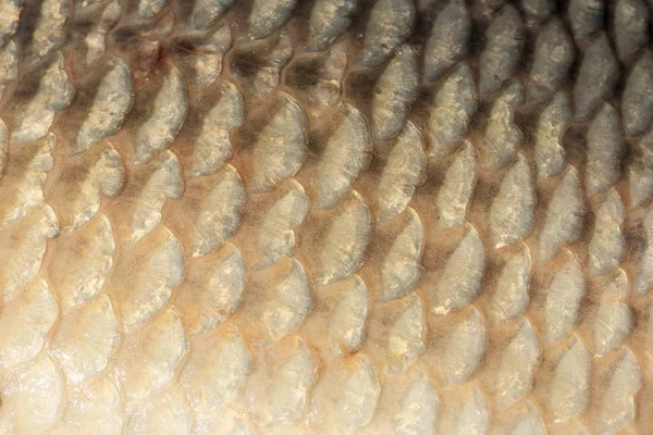 Big wild carp fish pattern textured skin scales macro view.