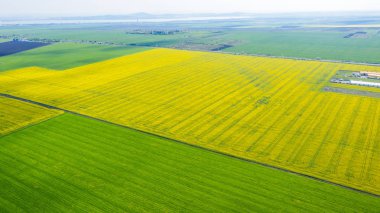 Yaz alanlarının havadan görünümü. Yukarıdan sarı alanlar. Fotoğraf ca