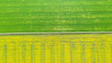 Yaz alanlarının havadan görünümü. Yukarıdan sarı alanlar. Fotoğraf ca