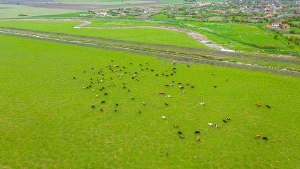 Luchtfoto van koeien op het veld. — Stockfoto