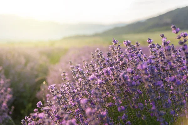Blühender Lavendel auf einem Feld bei Sonnenuntergang. — Stockfoto