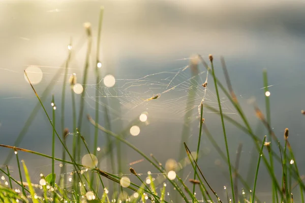 クモの巣の露の朝の滴. — ストック写真