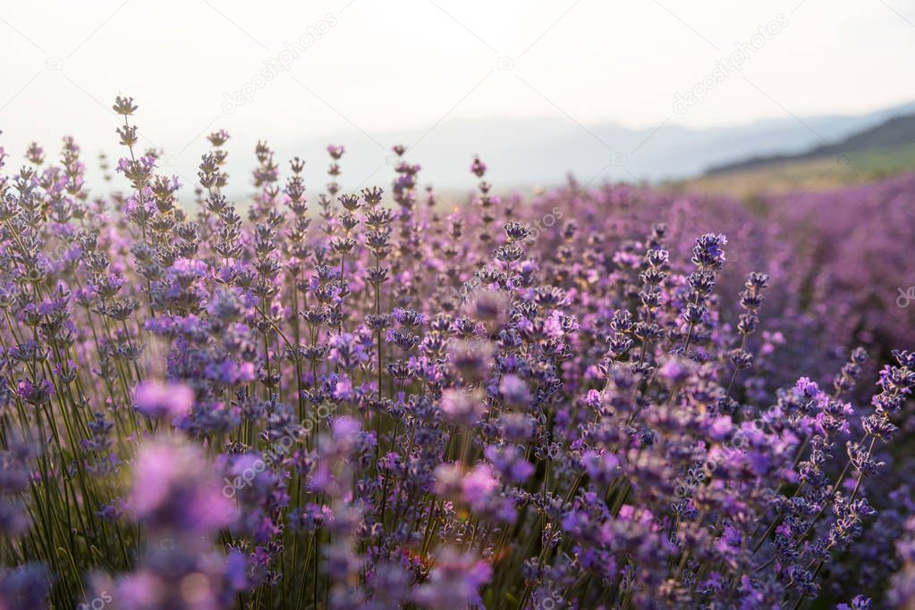 Blooming lavender in a field at sunset. 