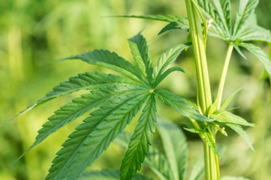 Esrar esrar yaprak arka plan.