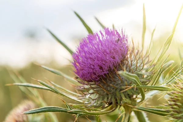 Onopordum acanthium in bloom. — Stock Photo, Image