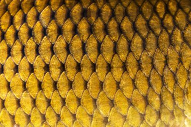 Büyük yabani sazan balık desen dokulu cilt ölçekler makro görünüm.