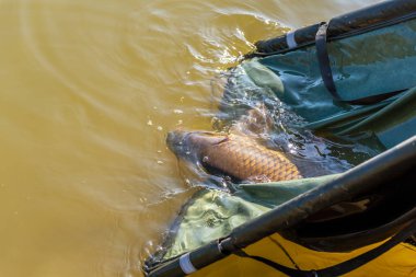 Sazan. Cyprinus Carpio. Detaylı olarak..