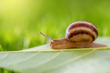 çim Snail. 