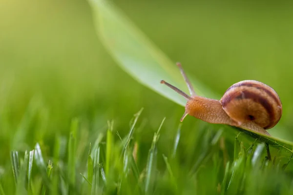 Snail in grass. — Stock Photo, Image