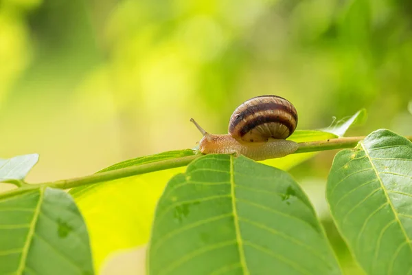 Snail Green Leaf Summer Days — Stock Photo, Image