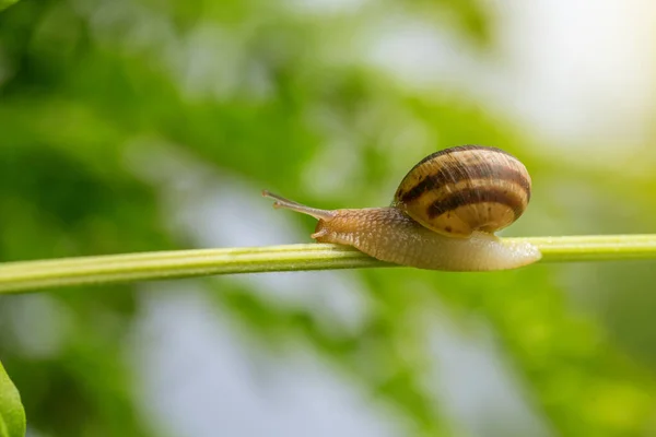 Caracol Folha Verde Dias Verão — Fotografia de Stock