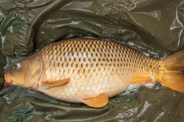 Güneş doğarken bir salıncakta canlı sazan balığı.