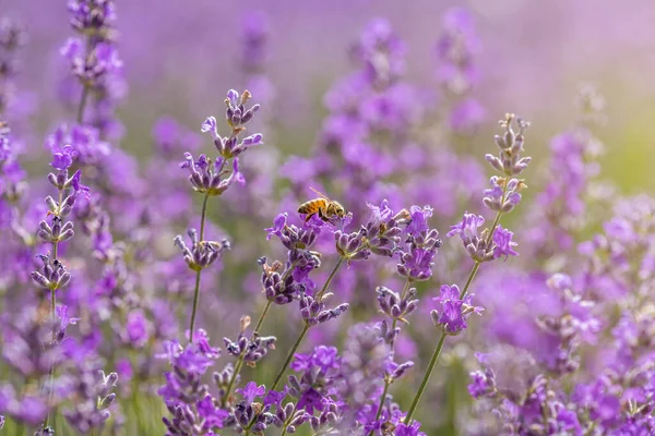 Fechar Lavanda Florescente Campo — Fotografia de Stock